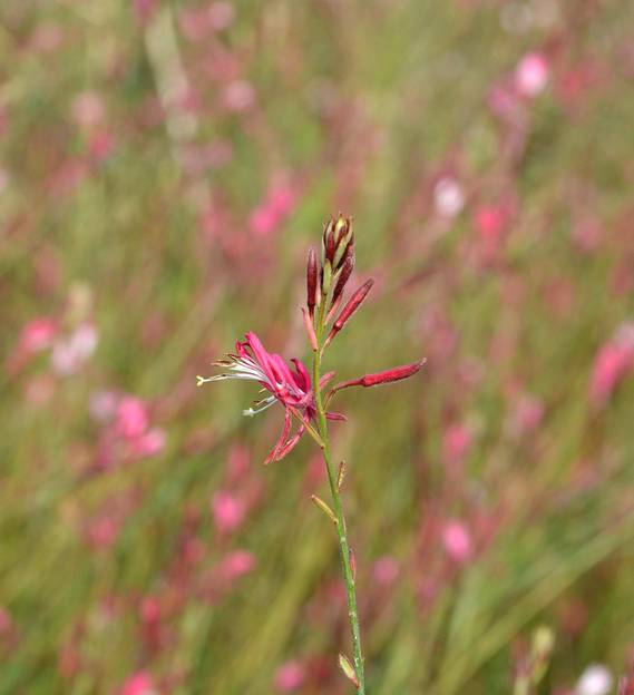 GAURA lindheimeri Ballerina rose