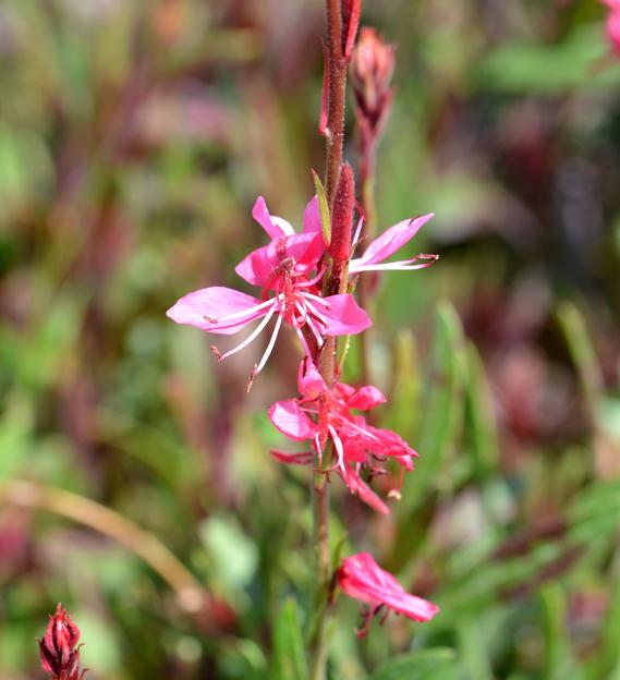 GAURA lindheimeri Ballerina rose