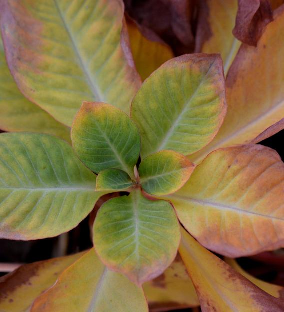 LYSIMACHIA Candela